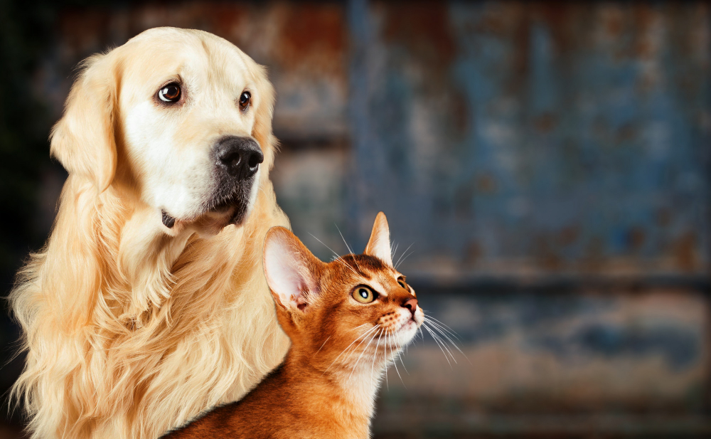 Custodia compartida de perros y mascotas: cómo les influye el divorcio